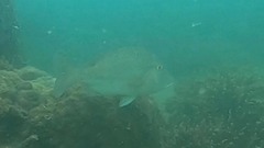 Lethrinus laticaudis