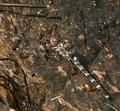 Bradinopyga geminata