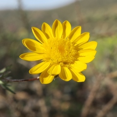 Leysera gnaphalodes