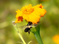 Callomegachile