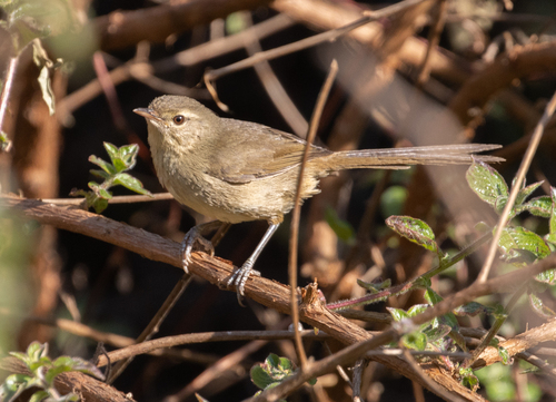 Malagasy Brush Warbler (Nesillas typica), photo 8