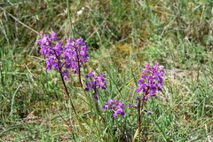 Orchis mascula laxifloriformis