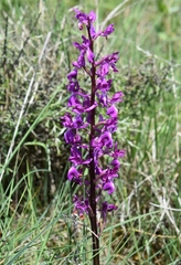 Orchis mascula laxifloriformis