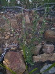 Xanthosia stellata
