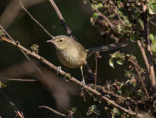 Malagasy Brush Warbler (Nesillas typica), photo 9