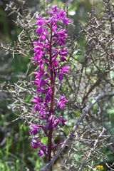 Orchis mascula laxifloriformis