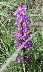 Orchis mascula laxifloriformis