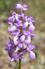 Orchis mascula laxifloriformis