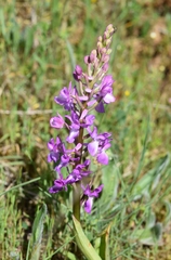 Orchis mascula laxifloriformis