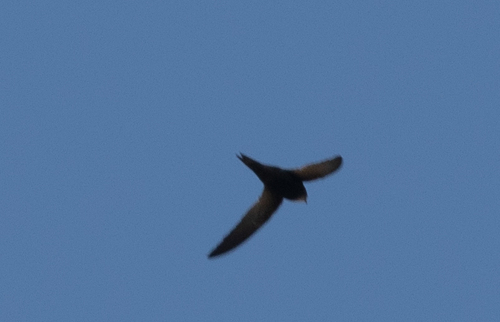 Malagasy Black Swift (Apus balstoni), photo 3