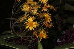 Munnozia