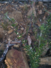 Xanthosia stellata