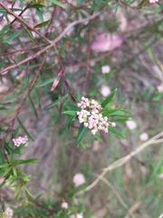 Platysace lanceolata