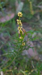 Lomandra obliqua