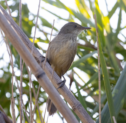 Madagascar Swamp Warbler (Acrocephalus newtoni), photo 8
