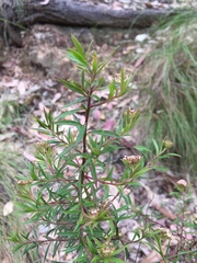 Platysace lanceolata
