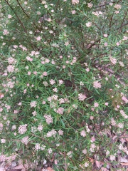 Platysace lanceolata