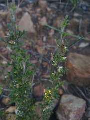 Xanthosia stellata
