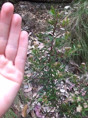 Platysace lanceolata