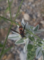 Euodynerus crypticus