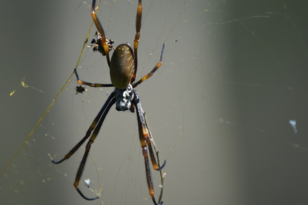 Tiger Spider from Brisbane QLD, Australia on October 30, 2022 at 03:11 ...