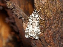 Scoparia exhibitalis