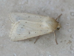 Helicoverpa punctigera