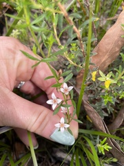 Cyanothamnus nanus nanus