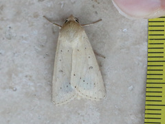 Helicoverpa punctigera