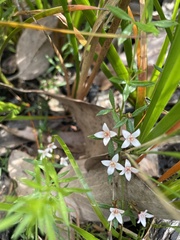 Cyanothamnus nanus nanus