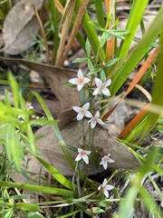 Cyanothamnus nanus nanus