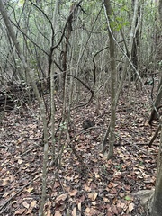 Sylvilagus aquaticus