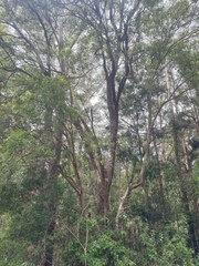 Corymbia intermedia