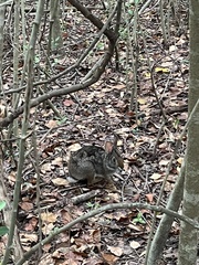 Sylvilagus aquaticus