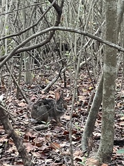 Sylvilagus aquaticus