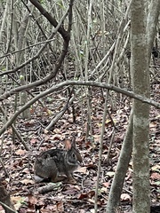 Sylvilagus aquaticus