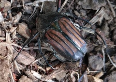 Ischnoscelis hoepfneri