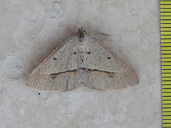 Isturgia penthearia