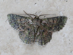 Hypodoxa emiliaria