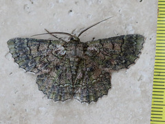 Hypodoxa emiliaria