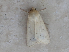 Helicoverpa punctigera