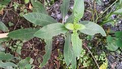 Hygrophila pogonocalyx