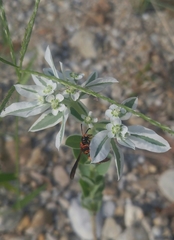 Euodynerus crypticus