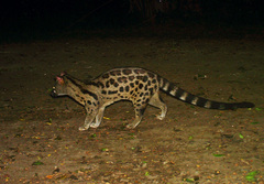 Genetta maculata