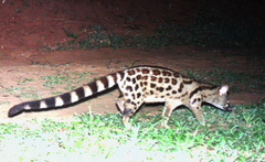 Genetta maculata
