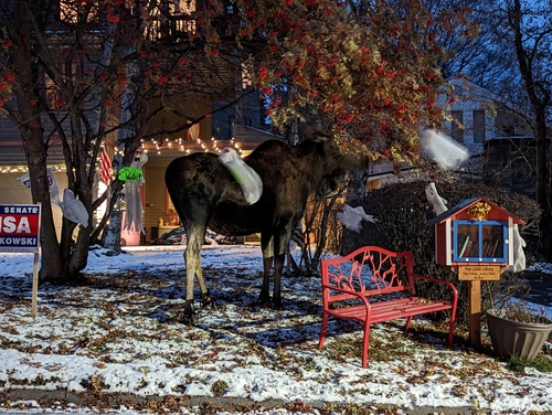 Alaskan Moose photographed in Alaska
