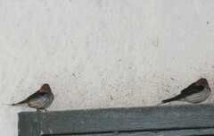 Cecropis abyssinica