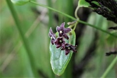 Vincetoxicum barbatum