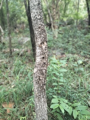 Petalostigma pubescens