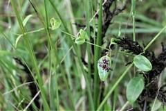 Vincetoxicum barbatum